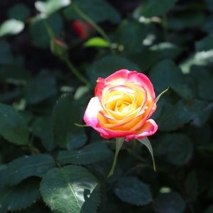 Meet your Posher, Ava